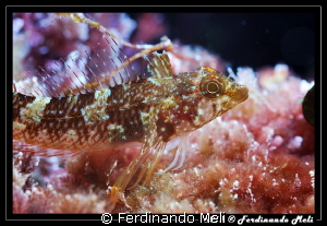 Blenny by Ferdinando Meli 